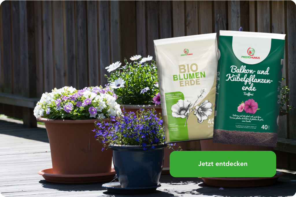 Beschreibung des Bildes