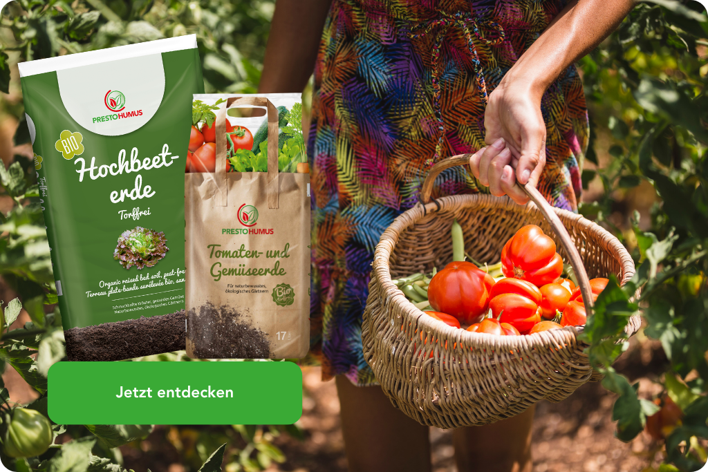 Geerntete Tomaten und Produktempfehlung